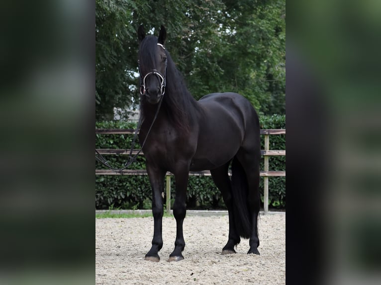 Murgese Gelding 3 years 15,2 hh Black in Montfoort