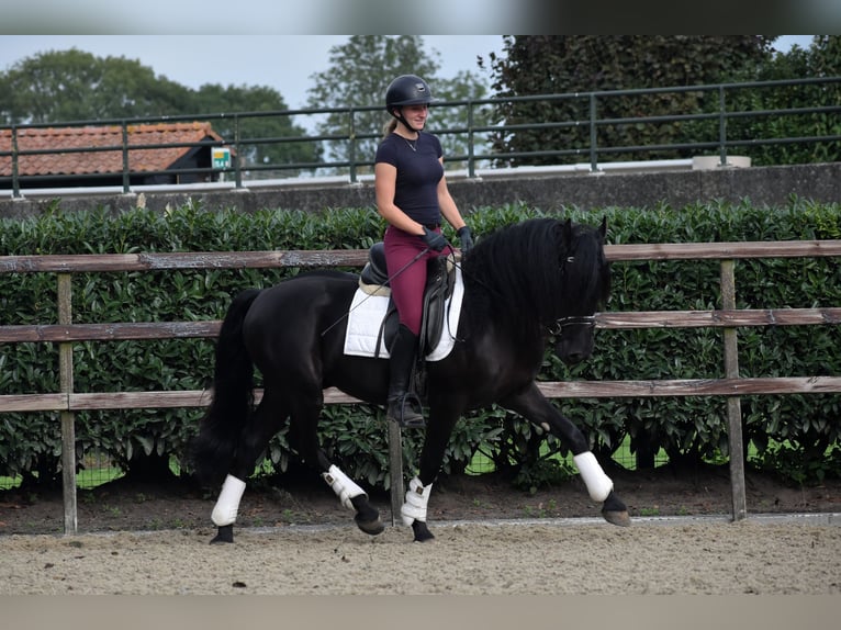 Murgese Gelding 3 years 15,2 hh Black in Montfoort