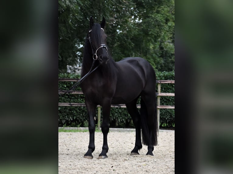 Murgese Gelding 3 years 15,2 hh Black in Montfoort