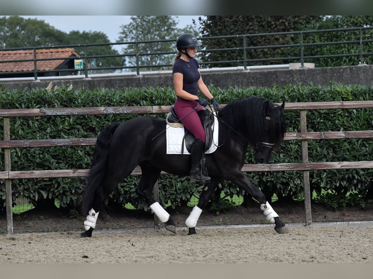 Murgese Gelding 3 years 15,2 hh Black in Montfoort