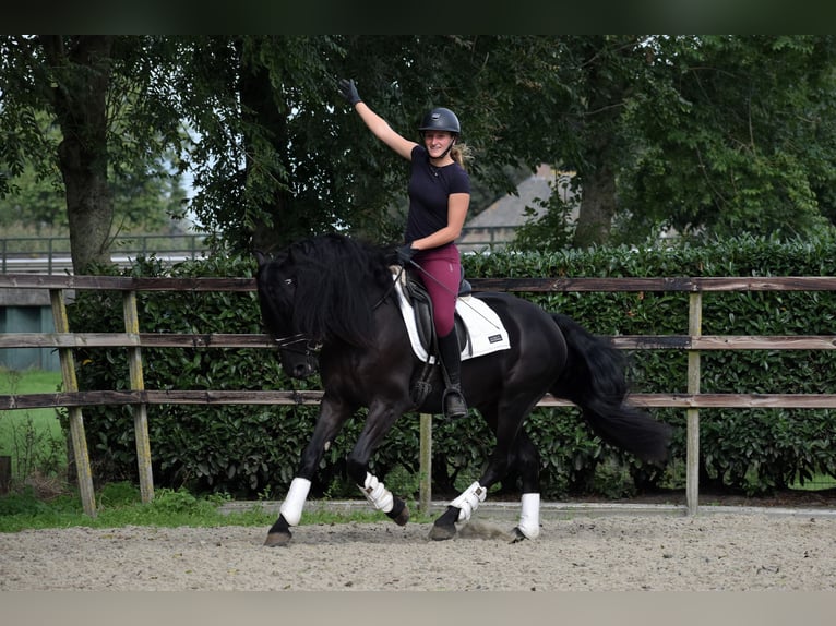 Murgese Gelding 3 years 15,2 hh Black in Montfoort