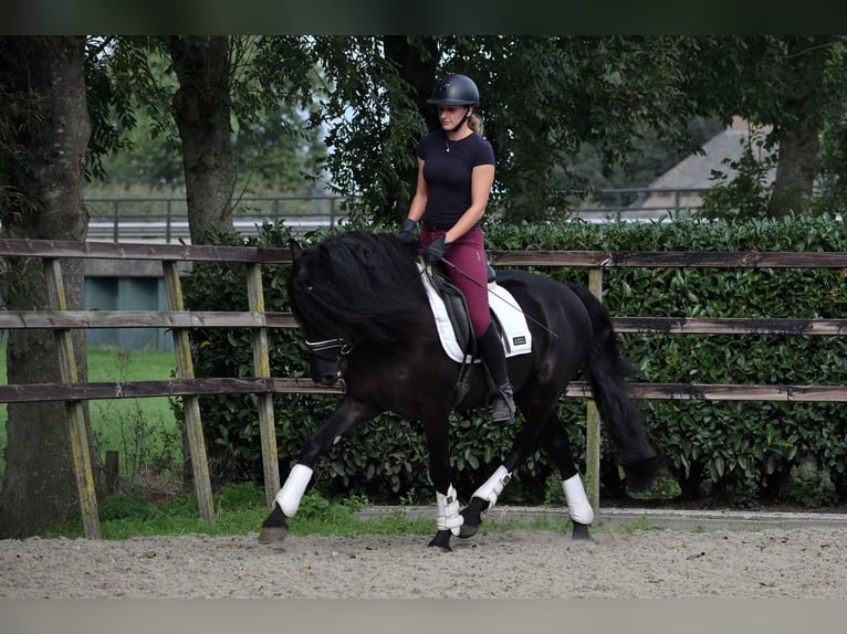 Murgese Gelding 3 years 15,2 hh Black in Montfoort