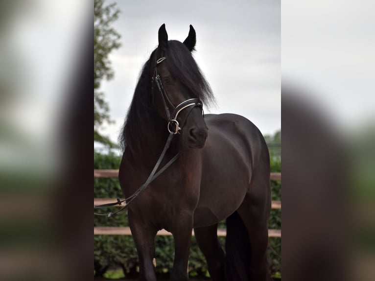 Murgese Gelding 3 years 15,2 hh Black in Montfoort