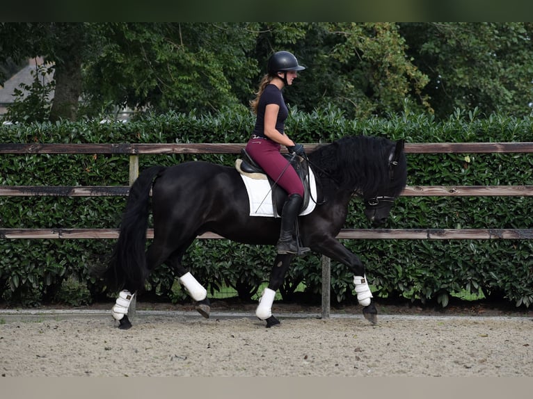 Murgese Gelding 3 years 15,2 hh Black in Montfoort