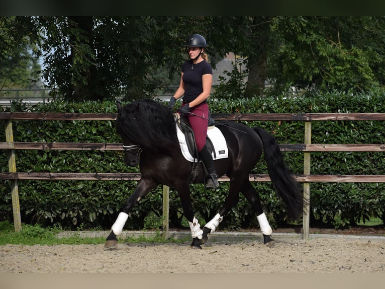 Murgese Gelding 3 years 15,2 hh Black in Montfoort