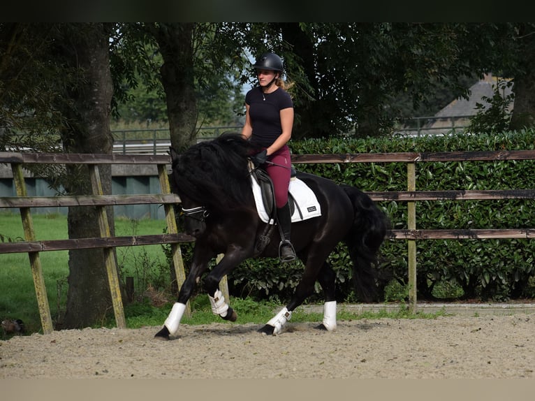 Murgese Gelding 3 years 15,2 hh Black in Montfoort