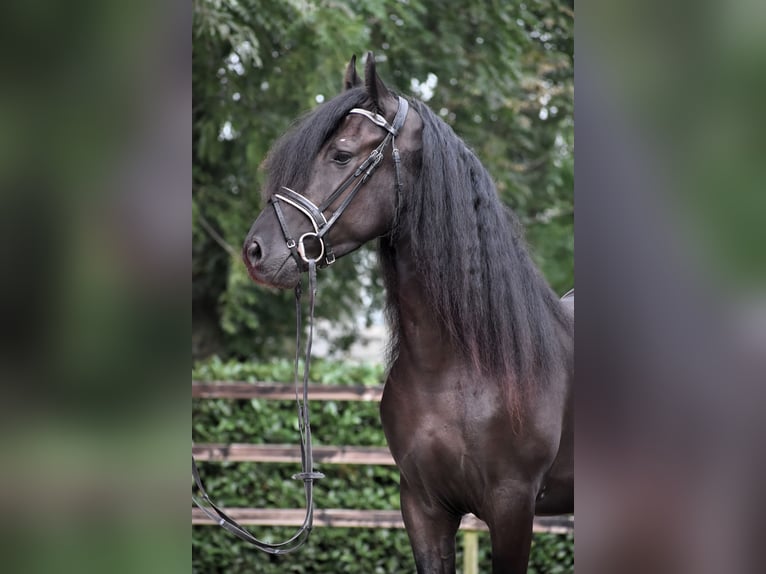 Murgese Gelding 3 years 15,2 hh Black in Montfoort