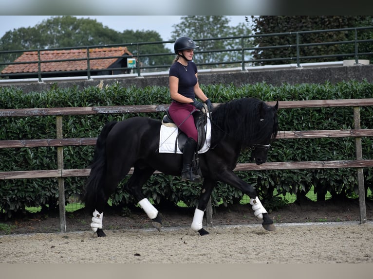 Murgese Gelding 3 years 15,2 hh Black in Montfoort