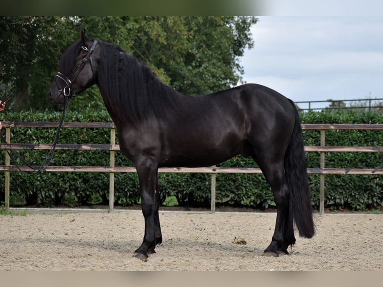 Murgese Gelding 3 years 15,2 hh Black in Montfoort