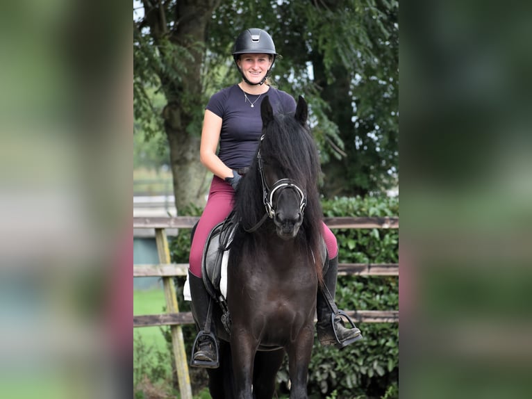 Murgese Gelding 3 years 15,2 hh Black in Montfoort