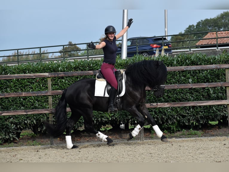 Murgese Gelding 3 years 15,2 hh Black in Montfoort