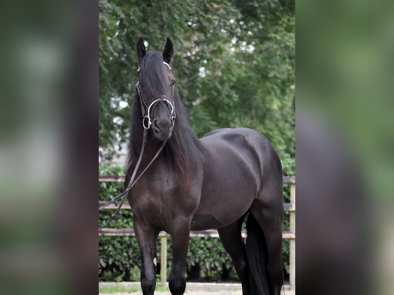 Murgese Gelding 3 years 15,2 hh Black in Montfoort