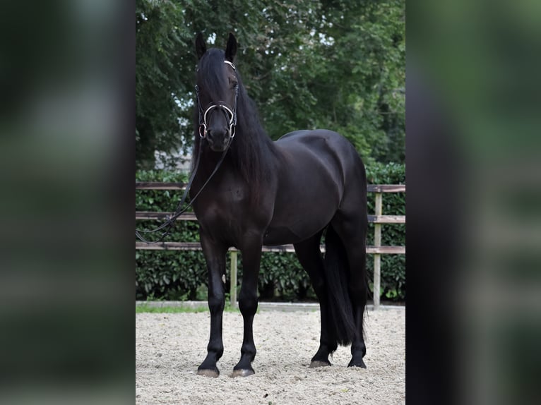 Murgese Gelding 3 years 15,2 hh Black in Montfoort