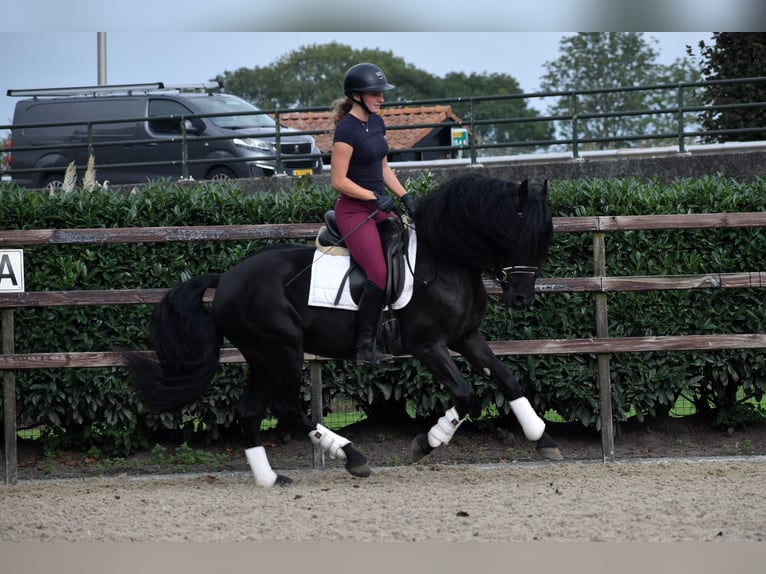 Murgese Gelding 3 years 15,2 hh Black in Montfoort