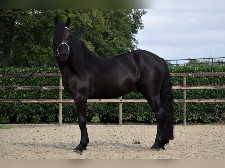 Murgese Gelding 3 years 15,2 hh Black in Montfoort