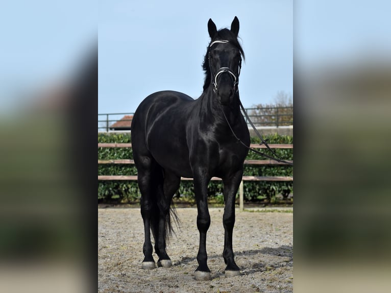 Murgese Gelding 3 years 15,2 hh Black in Montfoort