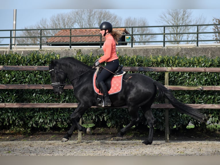 Murgese Gelding 3 years 15,2 hh Black in Montfoort