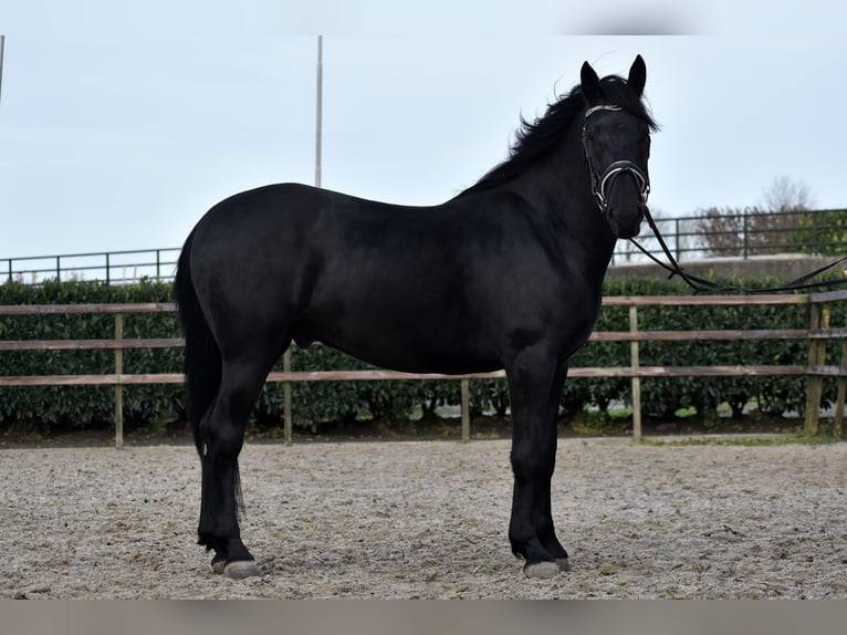 Murgese Gelding 3 years 15,2 hh Black in Montfoort