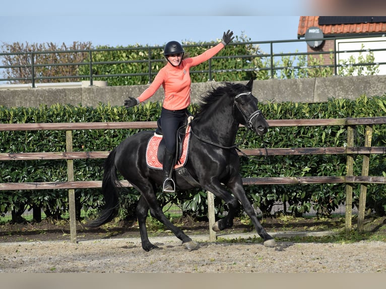 Murgese Gelding 3 years 15,2 hh Black in Montfoort