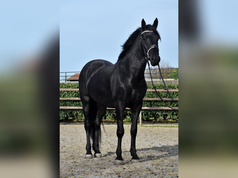 Murgese Gelding 3 years 15,2 hh Black in Montfoort