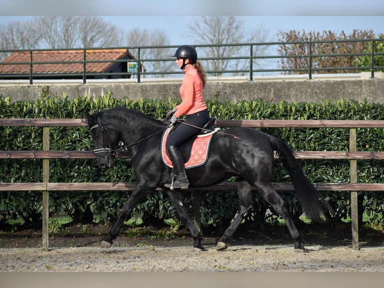 Murgese Gelding 3 years 15,2 hh Black in Montfoort