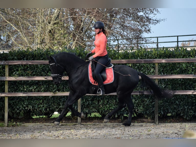 Murgese Gelding 3 years 15,2 hh Black in Montfoort