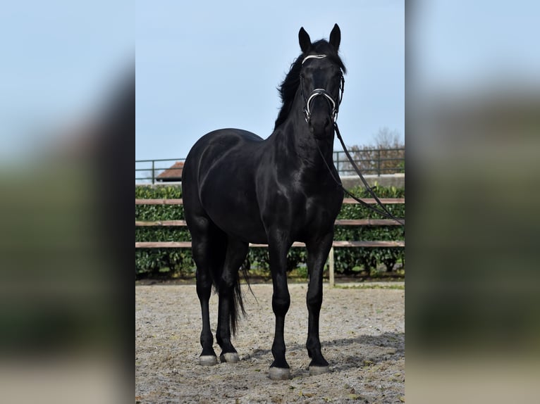 Murgese Gelding 3 years 15,2 hh Black in Montfoort