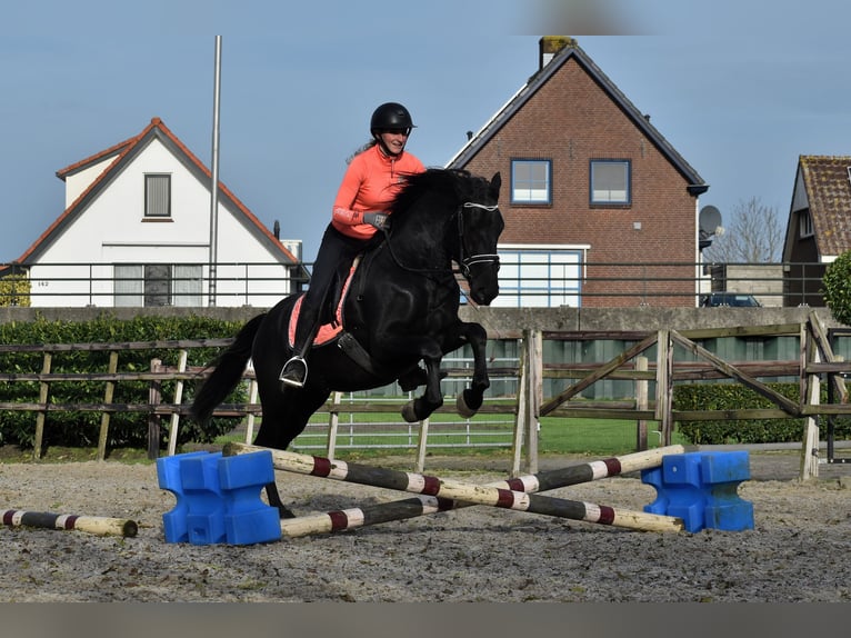 Murgese Gelding 3 years 15,2 hh Black in Montfoort