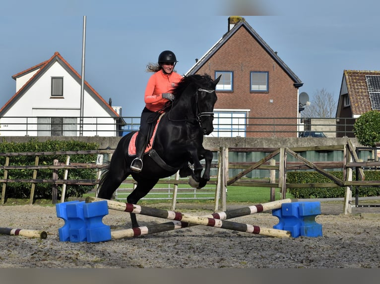 Murgese Gelding 3 years 15,2 hh Black in Montfoort