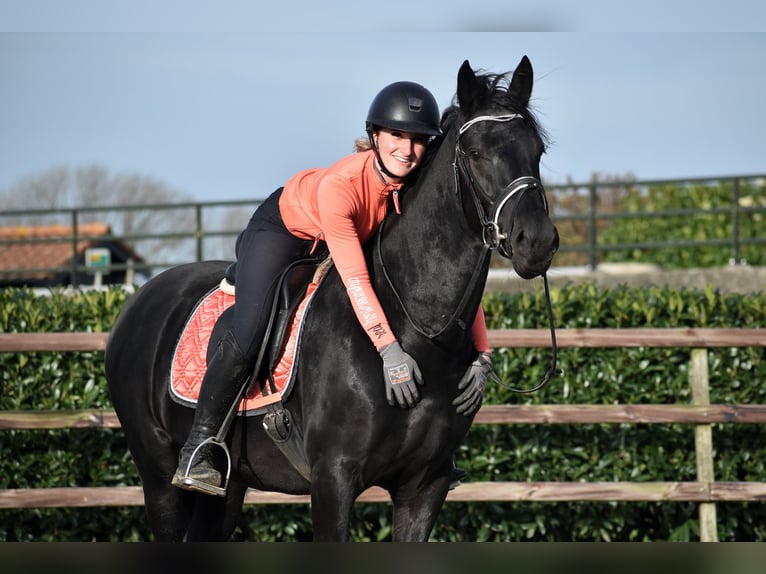 Murgese Gelding 3 years 15,2 hh Black in Montfoort