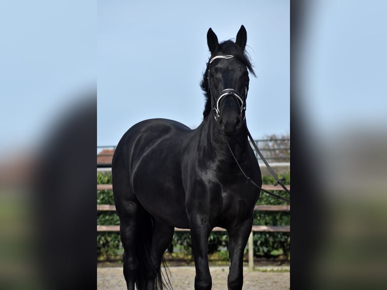 Murgese Gelding 3 years 15,2 hh Black in Montfoort