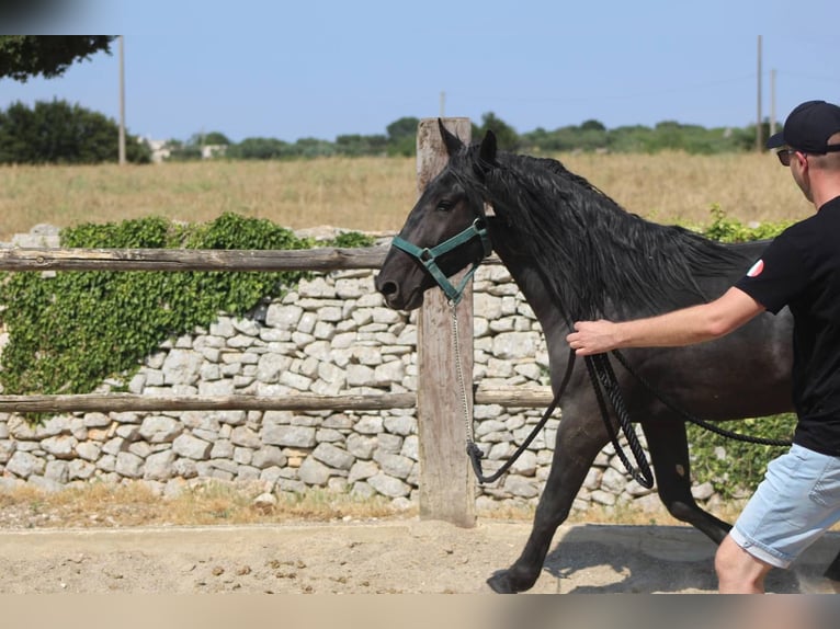 Murgese Gelding 3 years 15.2 hh Black in Martina Franca