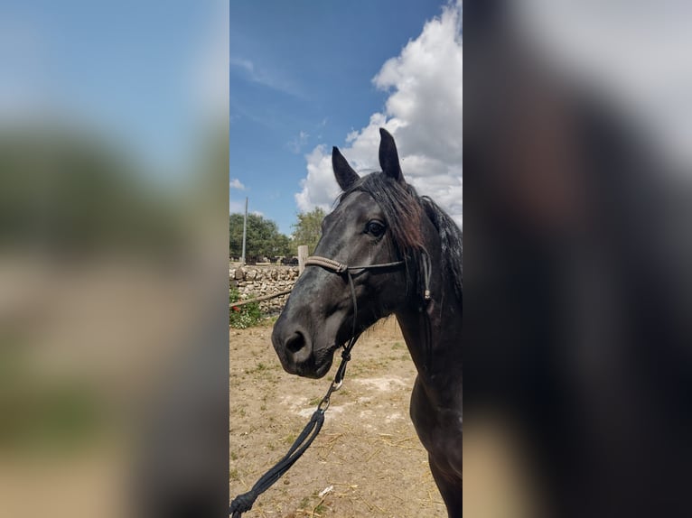 Murgese Gelding 3 years 15,1 hh Black in Martina Franca Murgese Gelding 3 years 15,1 hh Black in Martina Franca
