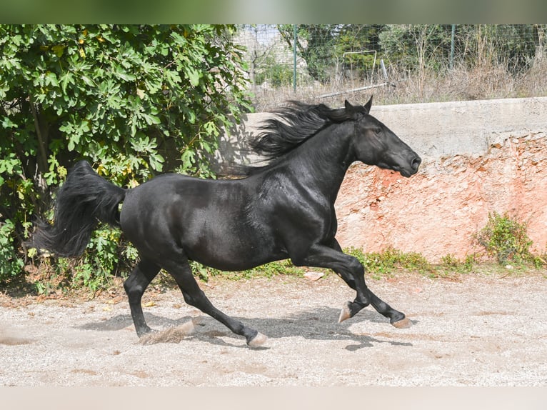 Murgese Gelding 3 years 15,1 hh Black in Martina Franca Murgese Gelding 3 years 15,1 hh Black in Martina Franca