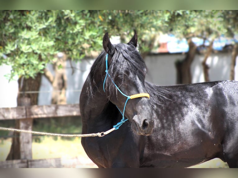 Murgese Gelding 3 years 15,2 hh Black in Martina Franca