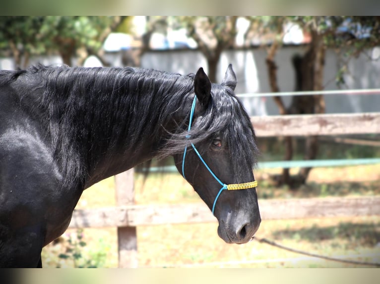 Murgese Gelding 3 years 15,3 hh Black in Offenburg