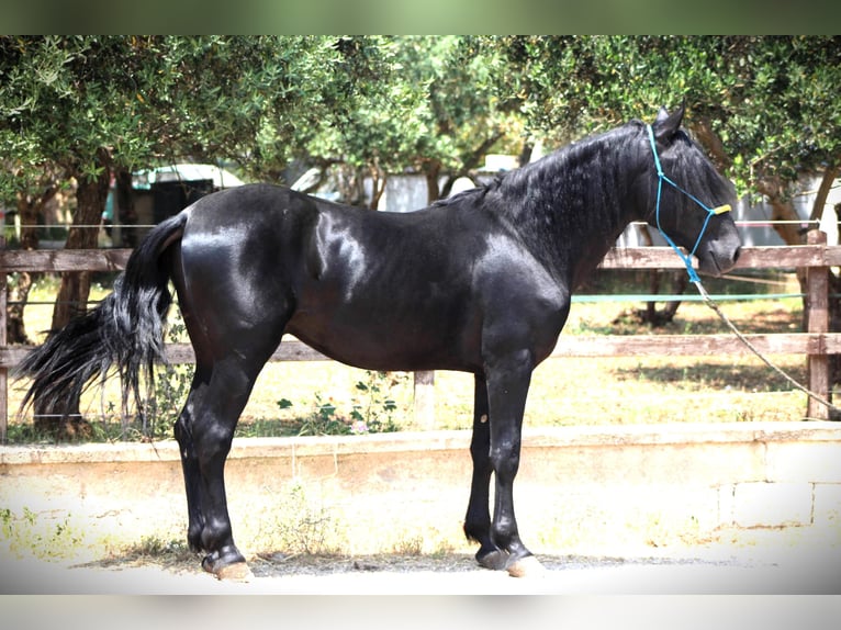 Murgese Gelding 3 years 15,3 hh Black in Offenburg