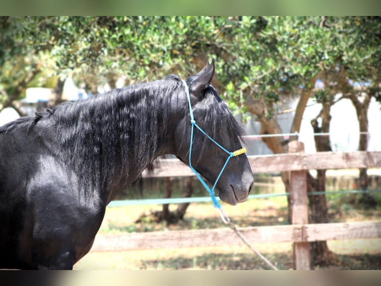Murgese Gelding 3 years 15,3 hh Black in Offenburg