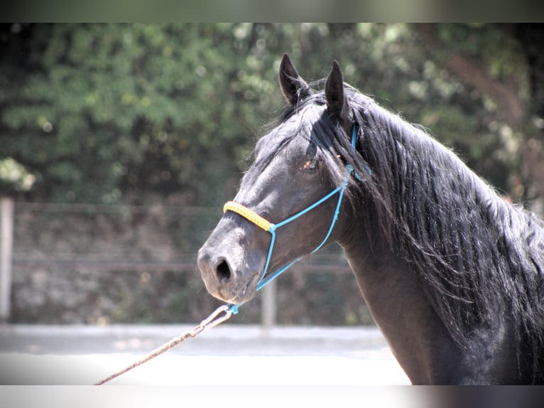 Murgese Gelding 3 years 15,3 hh Black in Offenburg