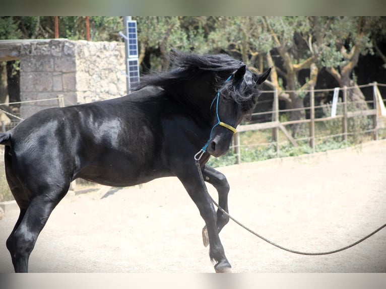 Murgese Gelding 3 years 15,3 hh Black in Offenburg