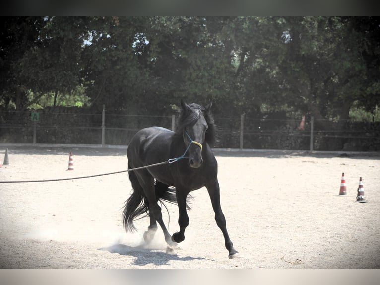 Murgese Gelding 3 years 15,3 hh Black in Offenburg