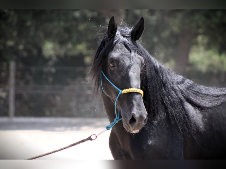 Murgese Gelding 3 years 15,3 hh Black in Offenburg