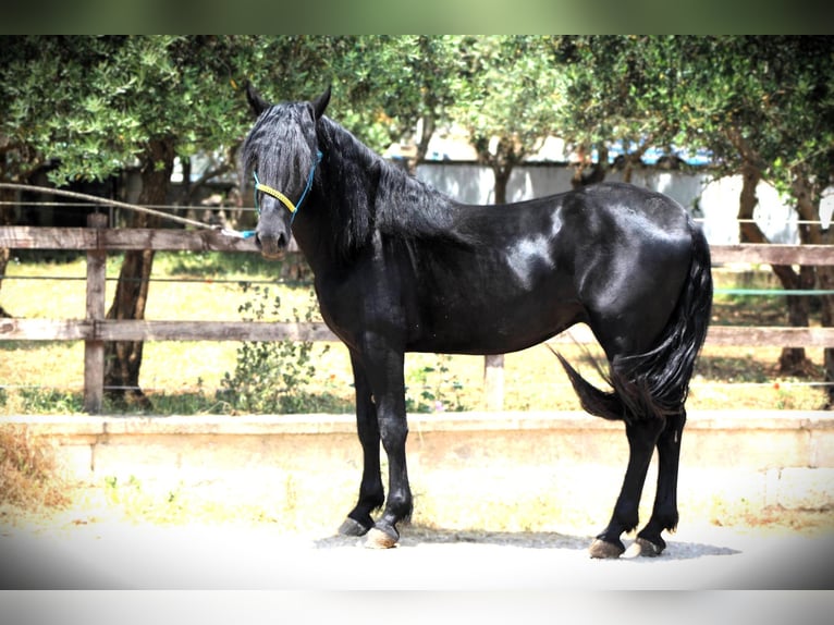 Murgese Gelding 3 years 15,3 hh Black in Offenburg