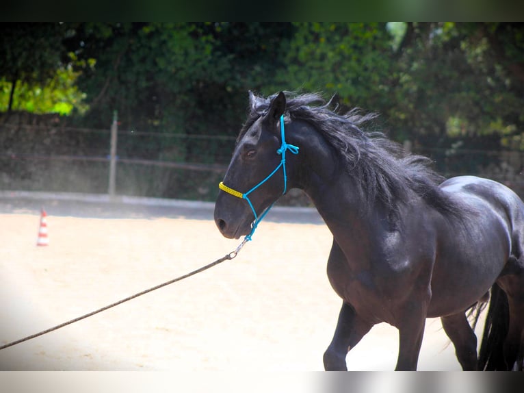 Murgese Gelding 3 years 15,3 hh Black in Offenburg