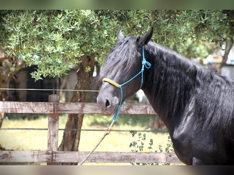 Murgese Gelding 3 years 15,3 hh Black in Offenburg