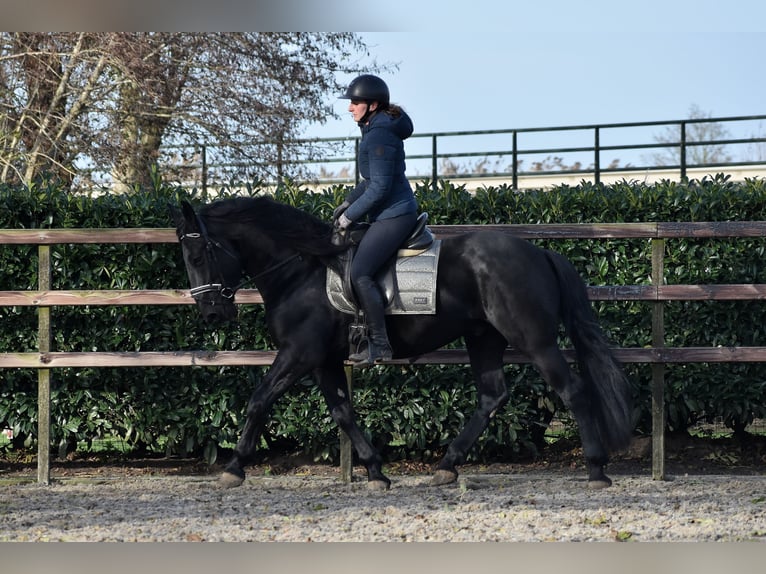 Murgese Gelding 3 years 16 hh Black in Montfoort