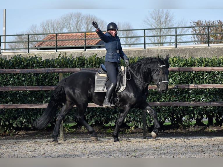 Murgese Gelding 3 years 16 hh Black in Montfoort