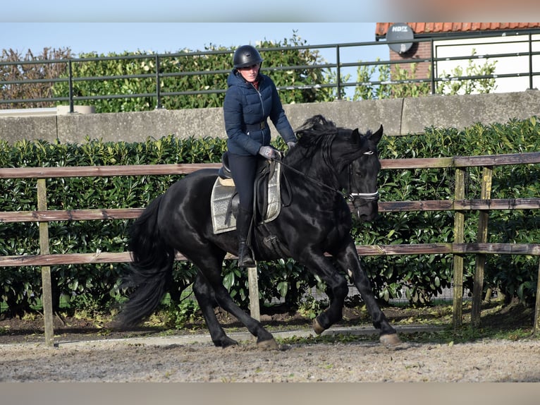 Murgese Gelding 3 years 16 hh Black in Montfoort