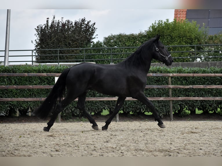 Murgese Gelding 3 years 16 hh Black in Montfoort