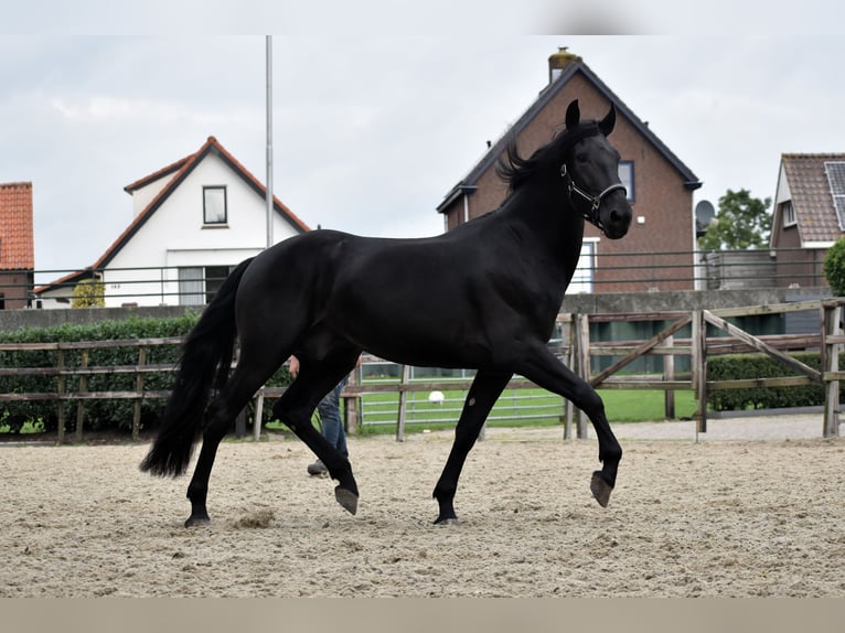 Murgese Gelding 3 years 16 hh Black in Montfoort